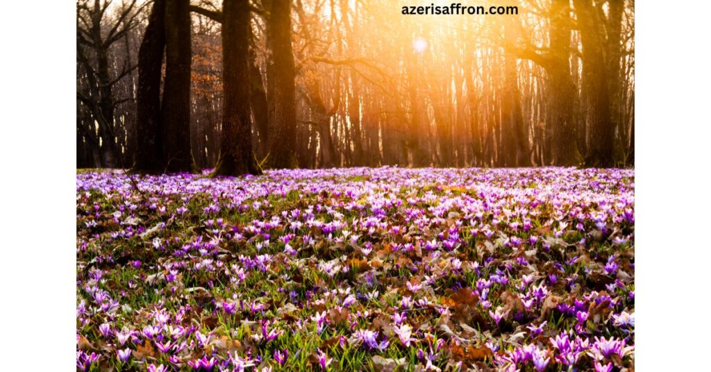 اسعار الزعفران في اذربيجان